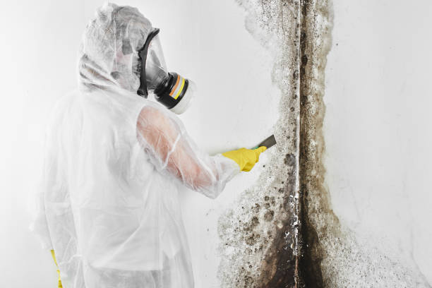 Mold Removal Process in Islamorada Village Of Islands, FL
