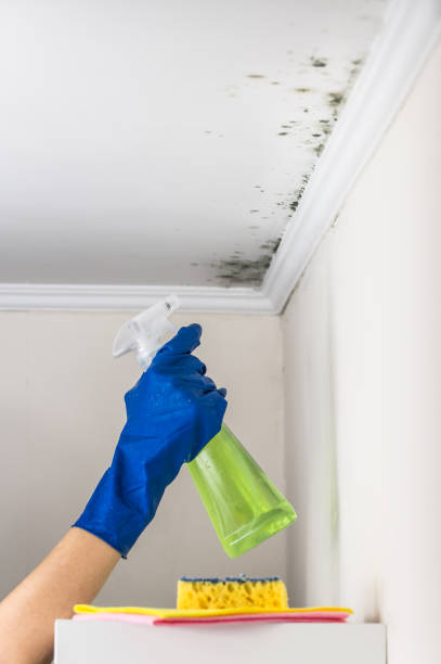 Mold Removal and Inspection in Islamorada Village Of Islands, FL